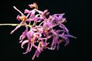 orchidees senat 023 * 4368 x 2912 * (4.03MB)